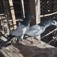 جوجه هیچ پر بشرط بعدظهری
