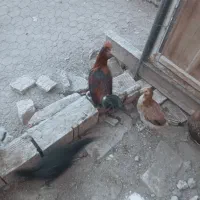 تخم نطفه دار لری و گلین|حیوانات مزرعه|خمینی‌شهر, |دیوار