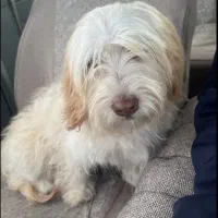 شیتزو سفید با شناسنامه