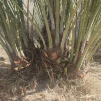 پاجوش نخل|گل و گیاه طبیعی|داراب, |دیوار