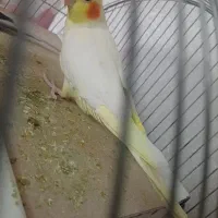 یک جفت عروس هلندی سخنگو