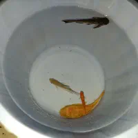 فروش ماهی .لجن خوار و...