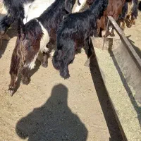 فروش کهره نر پرواری چاق و پلمپ محمله خنج