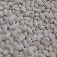 لوبیا سفید درجه یک
