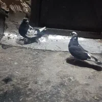 بالقره توآسمان قرچینح گجله فروختم