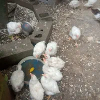 فروش جوجه