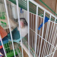 عروس‌هلندی‌وطوطی‌برزیلی‌رنگ‌خاص