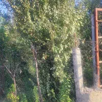 باغ-میوه