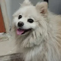 پامرانین روباهی