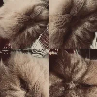 گربه پرشین کرم و سفید آرام ملوس|گربه|چالوس, |دیوار