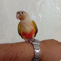 طوطی گرینچیک