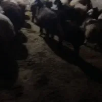 فروش ۷۰ راس بره پلواری|حیوانات مزرعه|دهدشت, |دیوار