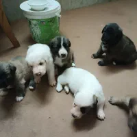 سگ اشپیدز|سگ|گرگان, |دیوار