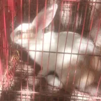 خرگوش