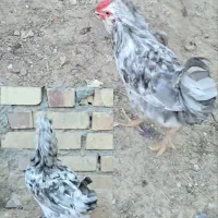 تخم مرغ های گلین|حیوانات مزرعه|کلاله, |دیوار