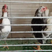 برهما و گلین و اردک مگ مگی|حیوانات مزرعه|بابل, |دیوار