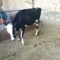 گاو و گوساله نر سمینتال|حیوانات مزرعه|دهدشت, |دیوار