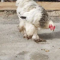 خروس برهما|حیوانات مزرعه|ساری, |دیوار