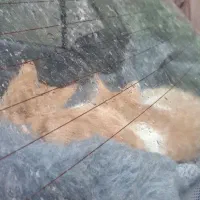 واگذاری بچه گربه|گربه|احمدآبادمستوفی, |دیوار