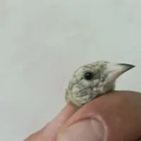 جوجه سهره|پرنده|تهران, کن|دیوار