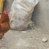 مرغ و خروس جوان|حیوانات مزرعه|زرین دشت (همدان), |دیوار