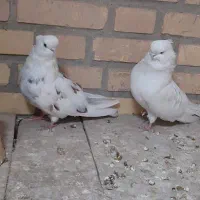 نوک قنار|پرنده|ابریشم, |دیوار