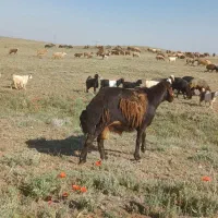 قوچ قیزل ۳ساله کاربلد