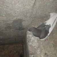 کبوتر|پرنده|شیراز, شهرک بزین|دیوار