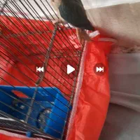 پرنده گمشده