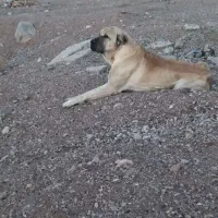 سگ گله|سگ|بیرجند, |دیوار