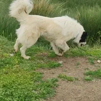 ماده قدرجونی