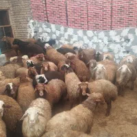 بره نرکشتاری|حیوانات مزرعه|تهران, شهرآرا|دیوار