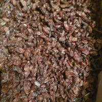 کشمش آفتابی  خراسان|خوردنی و آشامیدنی|کرمان, |دیوار