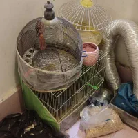 قفس پرنده