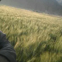 کوداوره