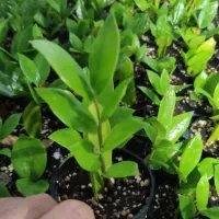 گل زامیفولیا زامفولیا زیر قیمت|گل و گیاه طبیعی|بابل, |دیوار