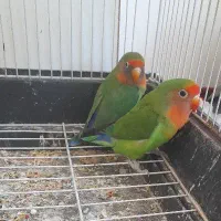 یک جفت طوطی برزیلی مولد