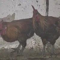 فروش ۱۰ عدد خروس محلی