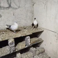 کفتر ساده هفترنگ طوقی هفترنگ