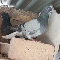 پرش . ابادانی . زاغ و سبز و ابری|پرنده|گلپایگان, |دیوار