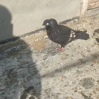 کفتر کله کنی