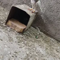 سار و ابلغ