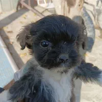 واگذاری پامر اشپیتز ۶عدد