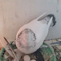 سینه آبی|پرنده|شیراز, حومه شیراز|دیوار
