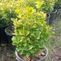 حراج شمشاد طلایی.ساقه طلایی سبز.سفید.نقره ای.|گل و گیاه طبیعی|فلاورجان, |دیوار