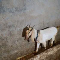 بز نجات دار