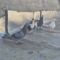 دوجفت کبوتر به قینت مناسب