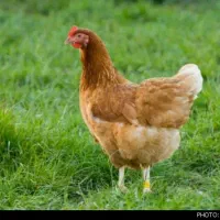 مرغ توضیحات رو بخونید حتما