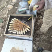عسل طبیعی