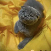 بلو|گربه|نیشابور, شهرک فرهنگیان|دیوار